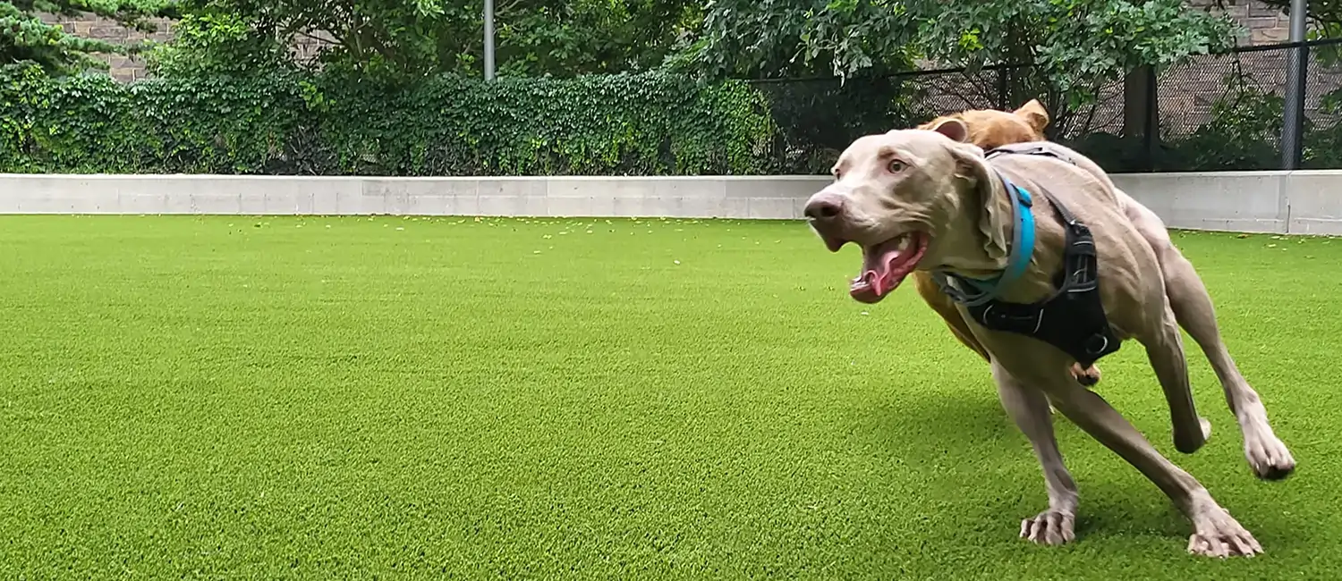 Dog playing on artificial grass from SYNLawn