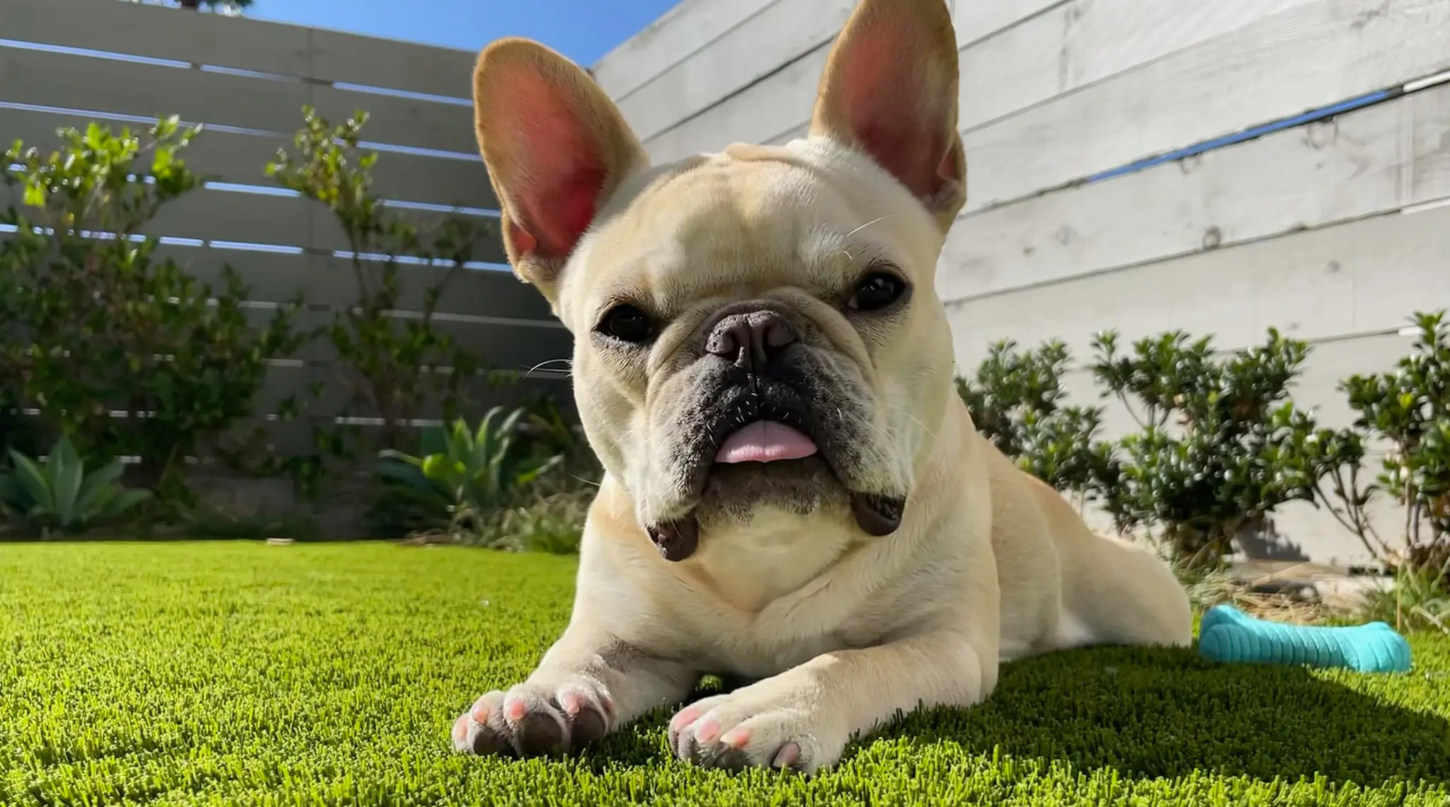 dog laying on artificial grass lawn
