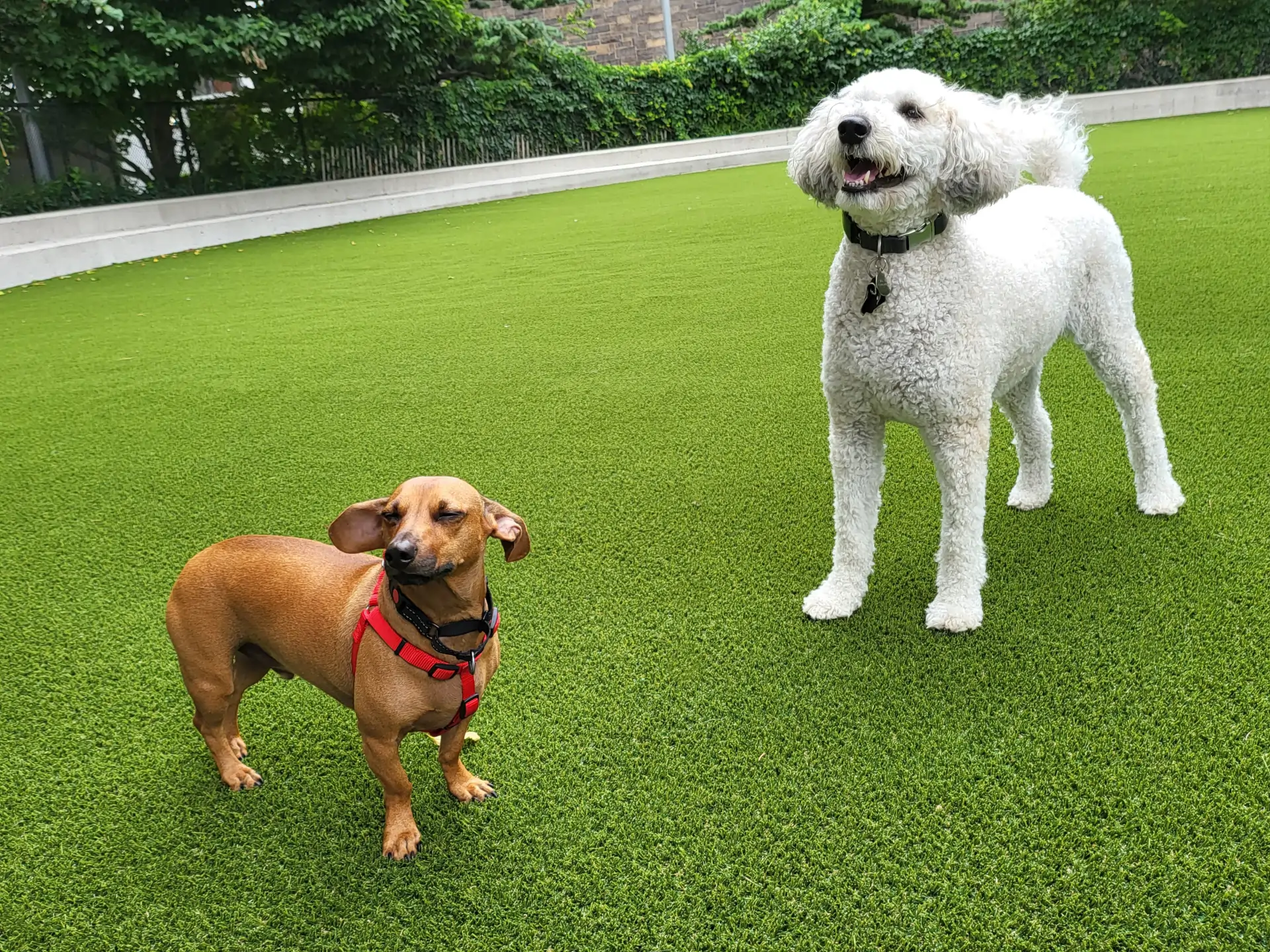 dogs playing on artificial grass lawn