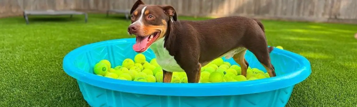 Dog playing SYNLawn Artificial Grass