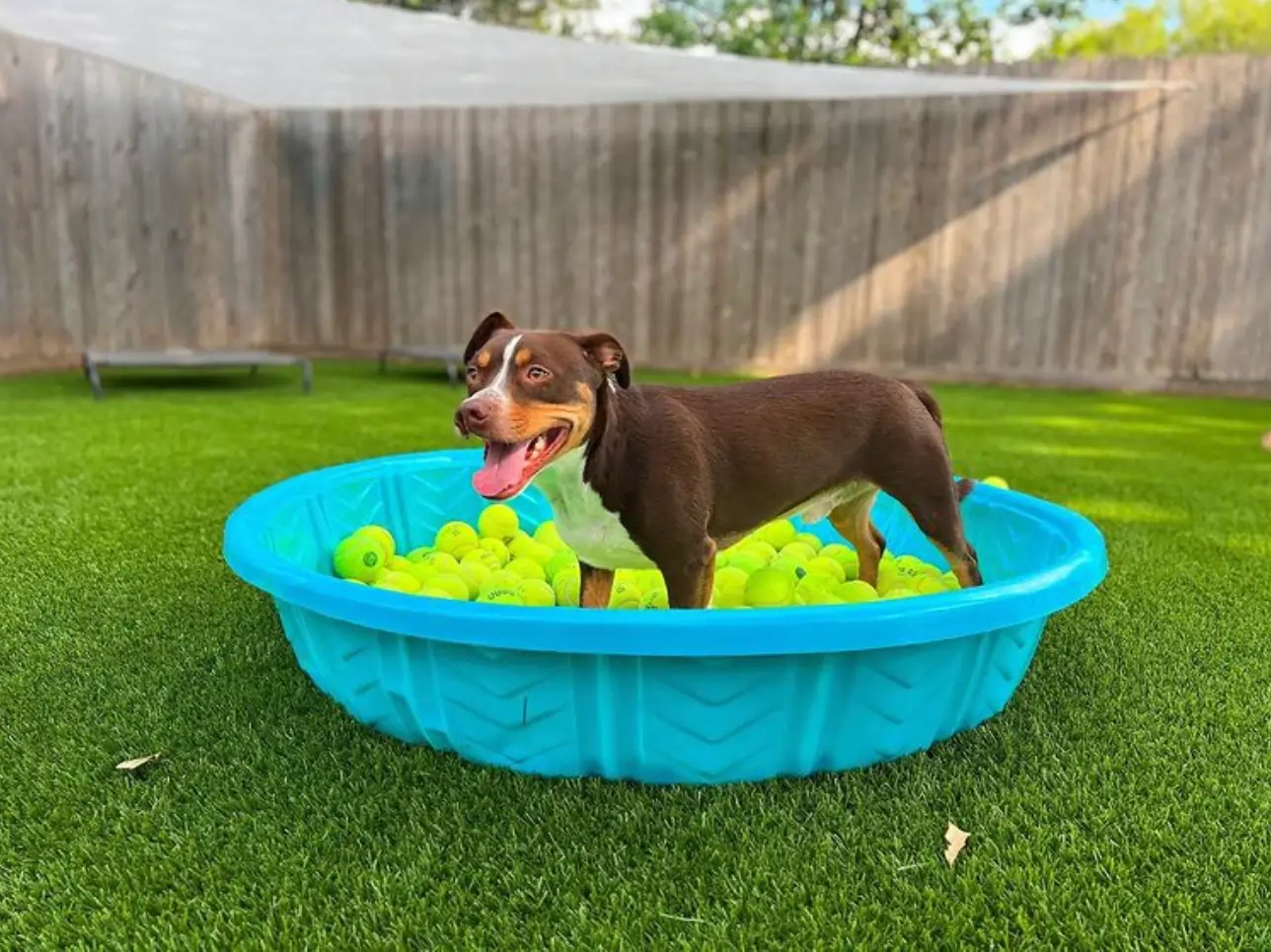 dog in bath on artificial grass lawn