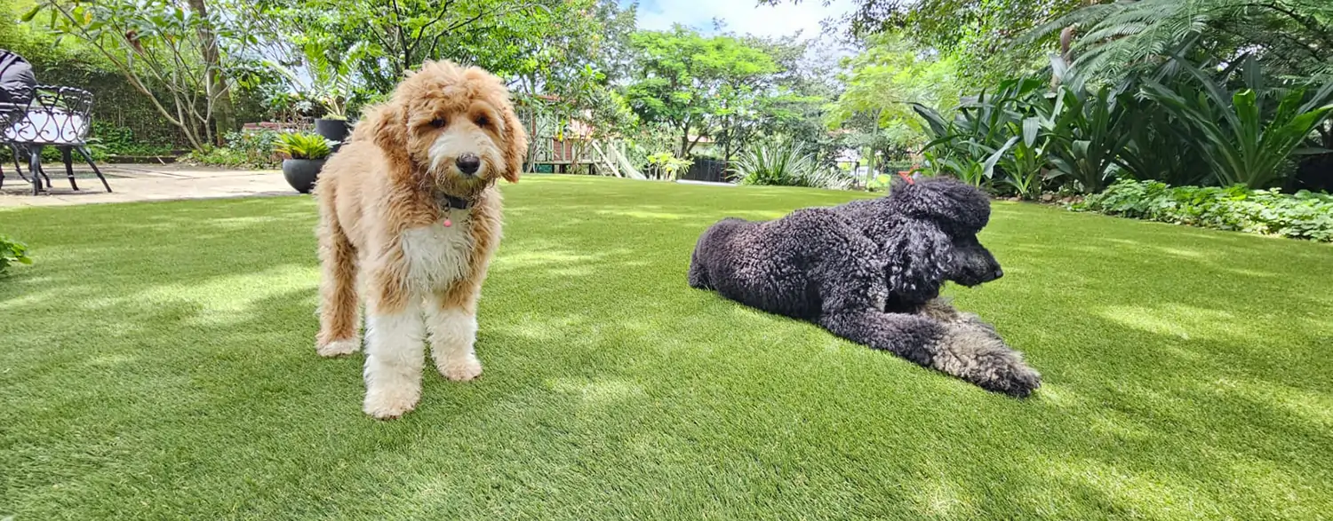 Dogs relaxing on artificial grass from SYNLawn