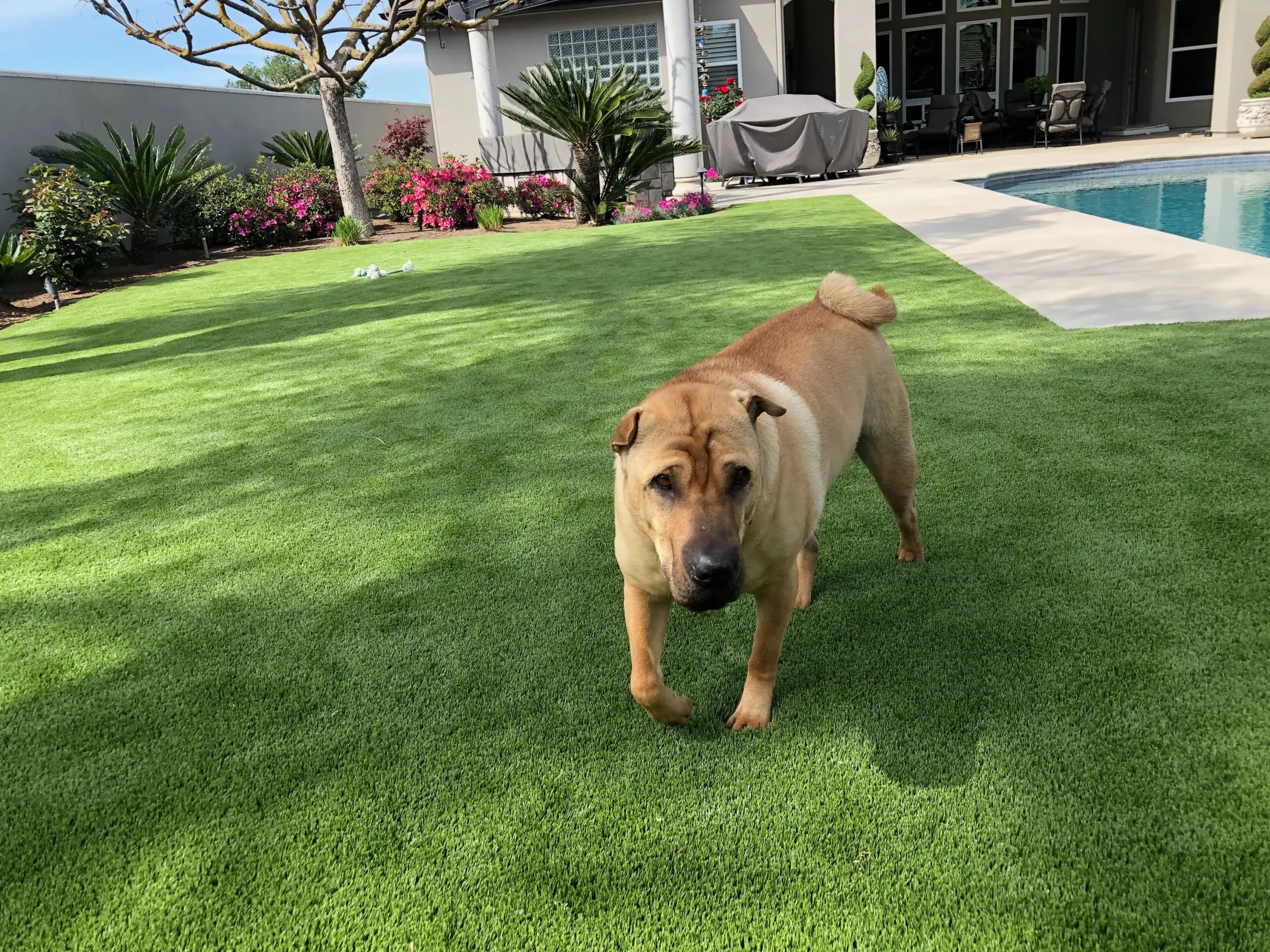 dog playing on orlando pet turf