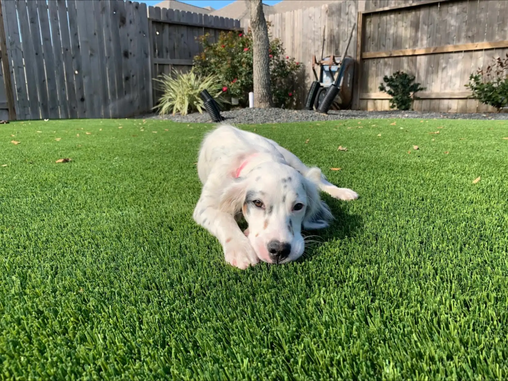 dog relaxing on seattle pet turf
