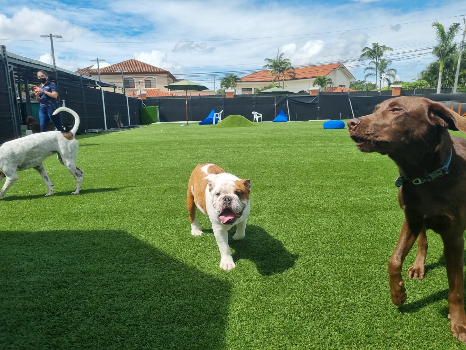 Dog Park SYNLawn Pet Turf Dog Park SYNLawn Orlando Pet Turf